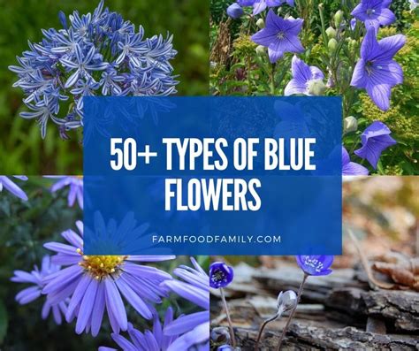 50 Types Of Blue Flowers With Names Meaning And Pictures