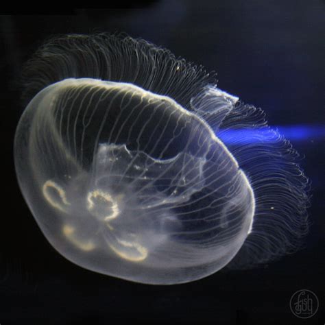 Jellyfish Are A Crucial Part Of Our Marine Ecosystem North Fork Outdoors