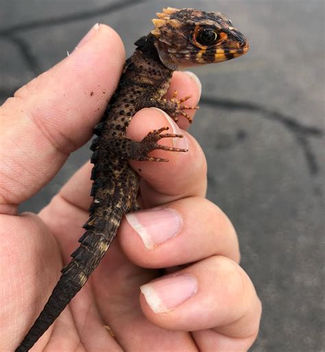 Adorable Little Baby Redeye Croc Skinks Back In Stock At Reptile