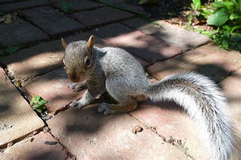 Eastern Gray Squirrel Facts Range Diet Call Lifespan And Pictures