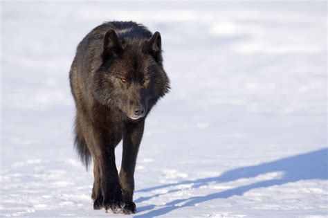 Black Wolf Walking In Snow Wallpaper Wallsauce Uk