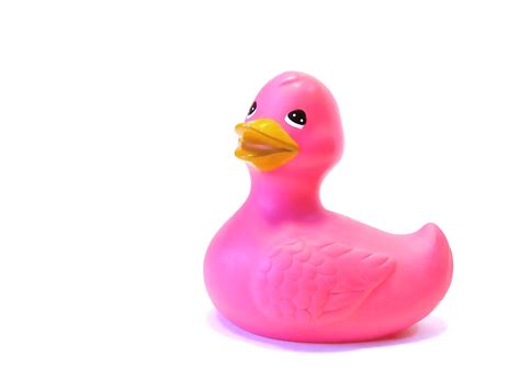Pink Duck Free Photo Download Freeimages
