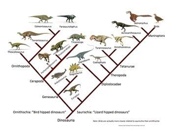 According to this cladogram, sharks are most closely related to which organism? Cladogram Practice by Biology Roots | Teachers Pay Teachers