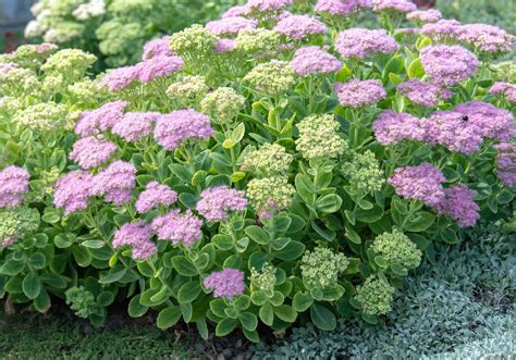12 Low Maintenance Perennial Plants For Your Garden