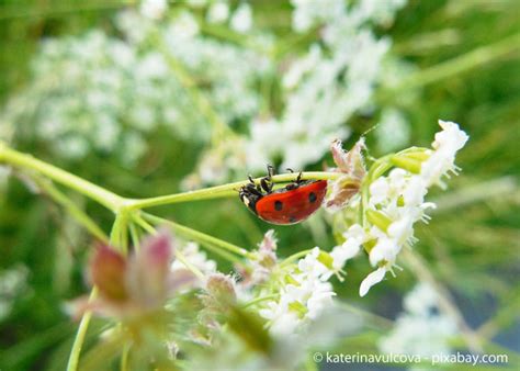 Kinder lieben den roten käfer mit den schwarzen punkten ebenfalls. marienkaefer-vielfrass - Garten | HausXXL | Garten | HausXXL