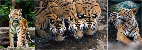 Tiger Conservation In India The Great Projects