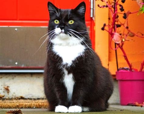 Awesome Tuxedo Cat Facts And Personality Tuxedo Cat Breed