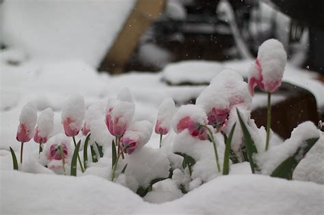 Free Images Blossom Snow Winter White Flower Petal Tulip