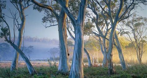 Snow Gum Trees In Cradle Mountain Lake St Clair National Park