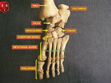 Navicular Bone Wikipedia