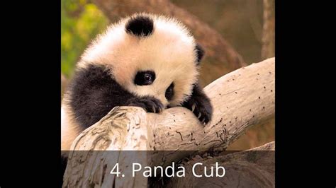 Me every time i'm talking to a cute girl. Top List Presents - 10 Of The Cutest Baby Animals Of All ...
