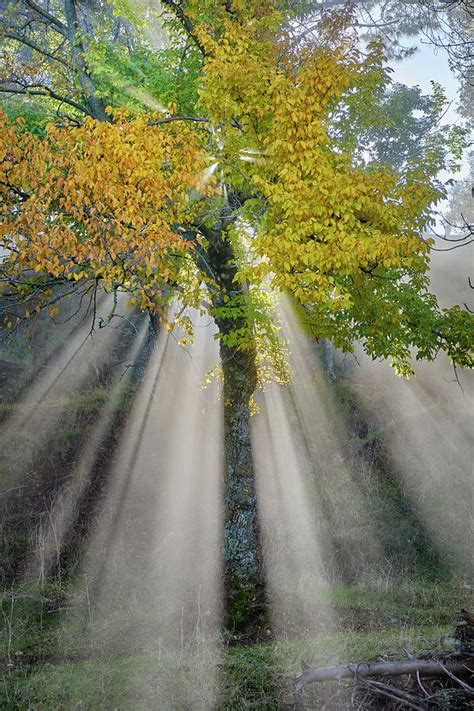 Sunrays Through The Tree Into The Foggy Woods Photograph By Guido