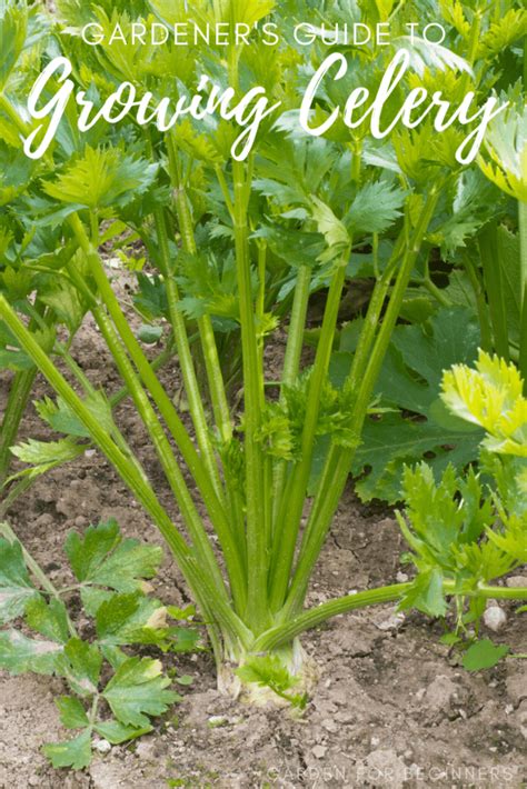 Growing Celery Garden For Beginners