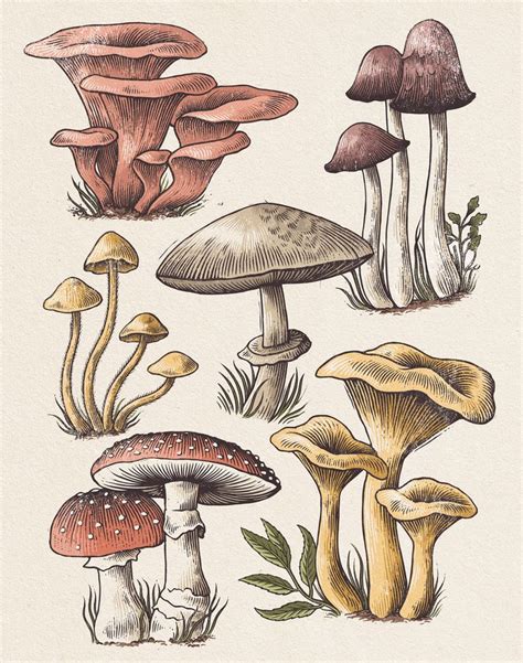 Mushroom Study On Behance Mushroom Art Drawings Mushroom Drawing