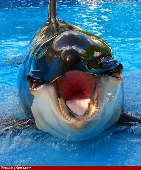 Orca Mouth Eyes Animals Love Pet Funny Animals