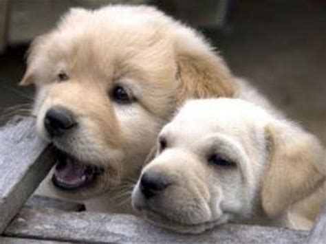 How To Purchase Puppies - YouTube