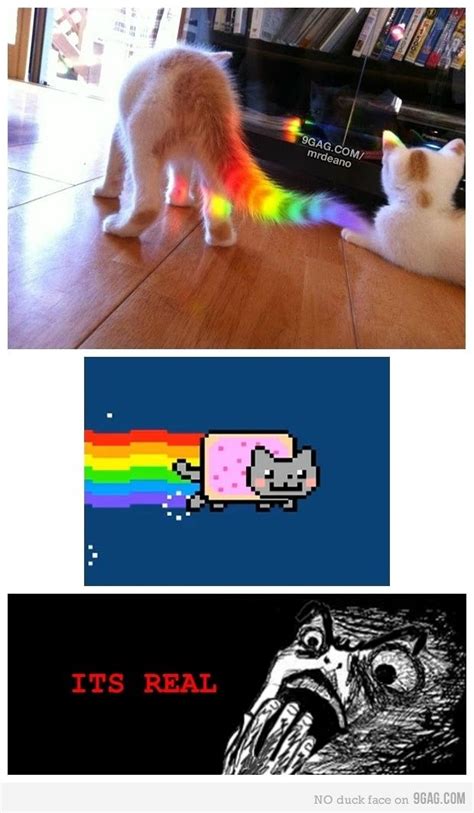Life Complete Nyan Cat Best Funny Pictures Bones Funny