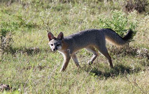 Big Bend Texas Nature Fox A Day 4