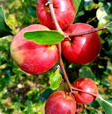 Genuine Thai Ball Sundari Apple Ber Plant For Garden At Rs 9plant In