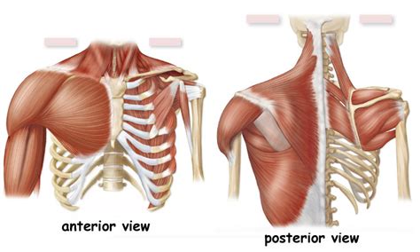 Shoulder Muscles Diagram Quizlet