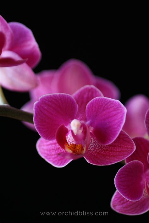 Orchid Facts Orchids Are More Than Just A Pretty Face Orchid Bliss Orchids Plants