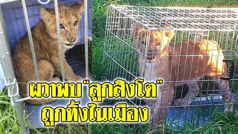 3,328 new cases and 16 new deaths in the netherlands  source updates. เนเธอร์แลนด์ผงะเจอ "ลูกสิงโต" ถูกทิ้งกลางสวนสาธารณะ ตำรวจ ...