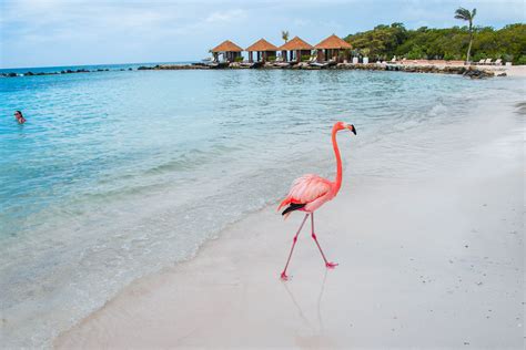 Everything You Need To Know About Flamingo Beach Aruba Flamingo Beach