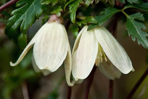 Fiorisce da ottobre a marzo e si. Clematis cirrhosa var. balearica | Alan Buckingham