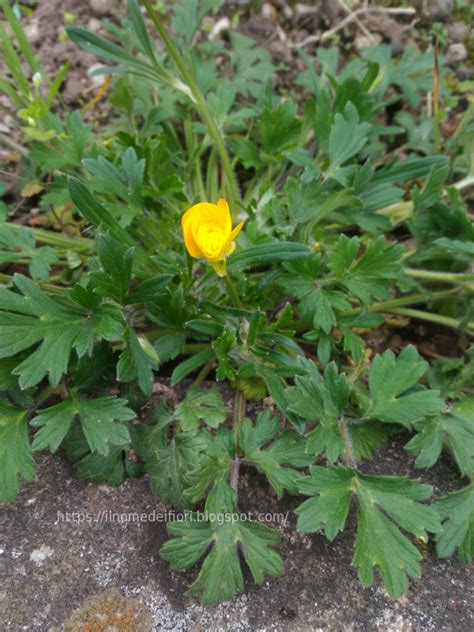 A chi non piacciono i fiori gialli? In nome dei fiori: Ranuncolo comune: fiori gialli di campo