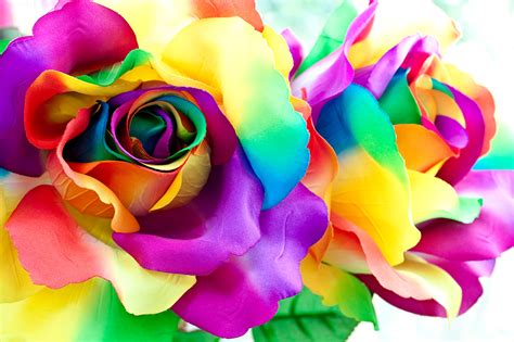 Pngtree ofrece más de hd fondos de pantalla imágenes de fondo para descarga gratuita. Fondos de Pantalla Rosas De cerca Pétalo Multicolor Flores ...
