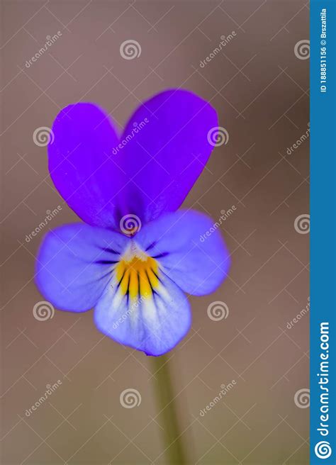 Wild Pansy Viola Tricolor Flower Close Up Of A Flower From A Viola