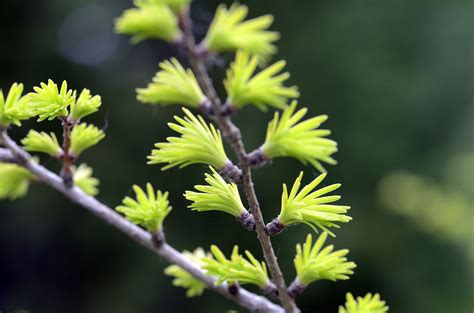 Golden Larch Plant Care And Growing Guide
