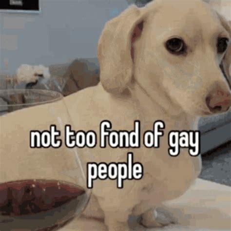 Gay Dog  Gay Dog Puppy Discover And Share S