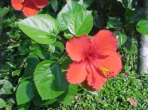 Kembang Sepatu Hibiscus Rosa Sinensis L Rumah Sehat Herba