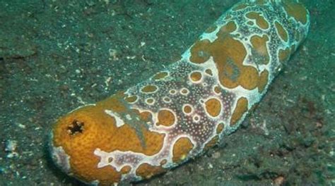 They're found throughout australia's coastal waters which brings us to the sea cucumber's butt, which acts as a second mouth, because at this point, of course it does. Sea cucumber buying prices announced | Loop Vanuatu