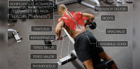 The Best Science Based Back Workout For Target Every Muscle Fitness Volt