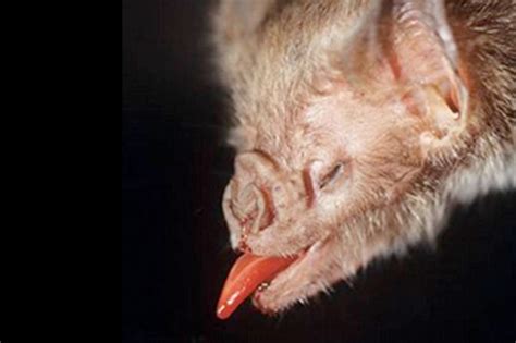 Vampire Bats Blood Diet Numbed Their Taste Buds Discover Magazine