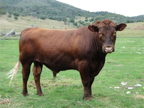 Pictures of animal red deer bull gallery. Red Angus | Mayo Red Angus Bulls | Farm animals, Cattle, Red