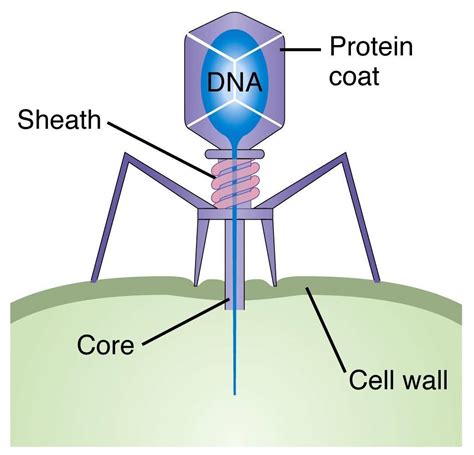 How To Draw Bacteriophage Virus Labelled Diagram Viruses Labelled Porn Sex Picture