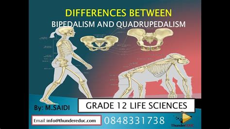 Grade 12 Life Sciences Bipedalism Vs Quadrupedalism Human Evolution