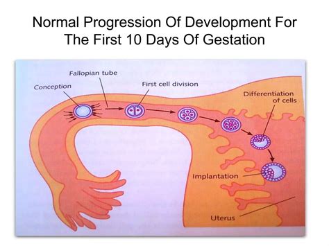 First Trimester Of Pregnancy. | PPT | Free Download