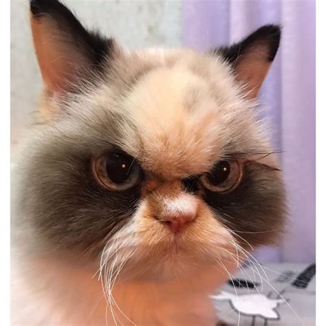 Meet Meow Meow The Fluffy New Grumpy Cat That Is Going Viral On Instagram
