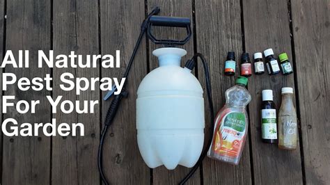 How To Make An All Natural Pest Repellent Homemade Bug Spray For Your Garden Youtube