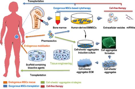 schematic of human derived mesenchymal stem cells for cytotherapy and download scientific