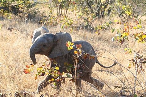Elephant Names: 300 Best Names For Boy and Girl Elephants