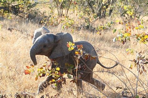 Elephant Names 300 Best Names For Boy And Girl Elephants