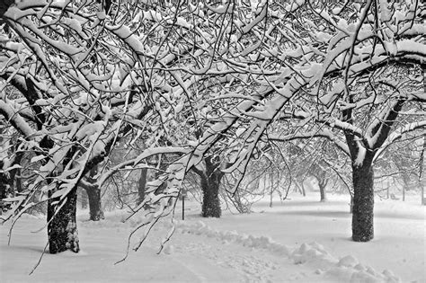 How To Protect Your Trees During Winter Arbor Tree Service
