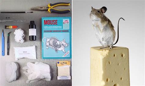 Each kit is available in 5 different sizes. Dead mice turned into ornaments as taxidermy craze 'sweeps' Britain | Nature | News | Express.co.uk