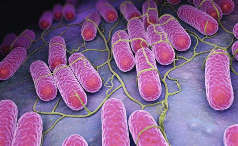 A number of its serovars are serious human pathogens. Description of Salmonella Enteritidis - Health n Well.com