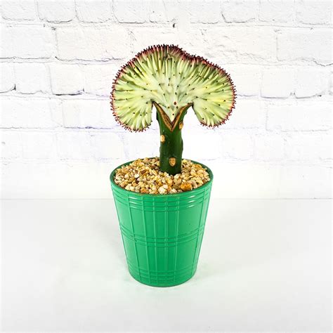 Download and use 100,000+ beautiful flowers stock photos for free. Coral Cactus :: Ashland Addison Florist Co.
